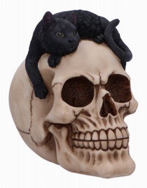 Photo #1 of product U6725A24 - Forever Friend Black Cat Skull Head 14.5cm