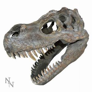 Photo #1 of product D0782C4 - Tyrannosaurus Rex Dinosaur Skull Small 39.5cm