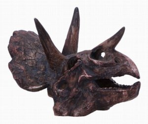 Photo #1 of product D7105B25 - Triceratops Skull Resin Replica