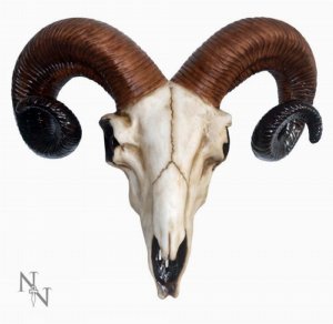 Photo #1 of product D1250D5 - Realistic Wall Mounted Rams Skull