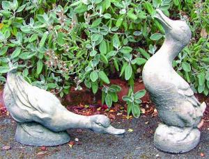 Photo of Pair of Courting Ducks Stone