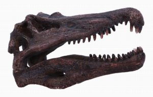 Photo #1 of product D7104B25 - Spinosaurus Skull Resin Replica