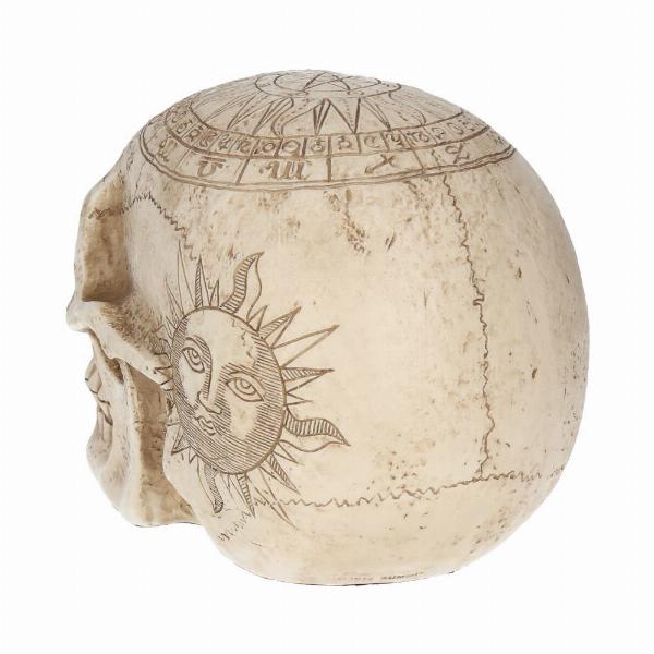 Photo #4 of product D1418D5 - Astrological Skull Engraved With The Zodiac Circle 20cm
