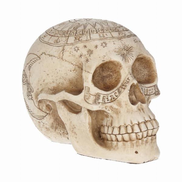 Photo #5 of product D1418D5 - Astrological Skull Engraved With The Zodiac Circle 20cm