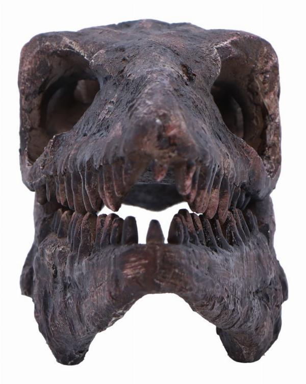 Photo #4 of product D7106B25 - Archaeopteryx Skull Decorative Resin Replica