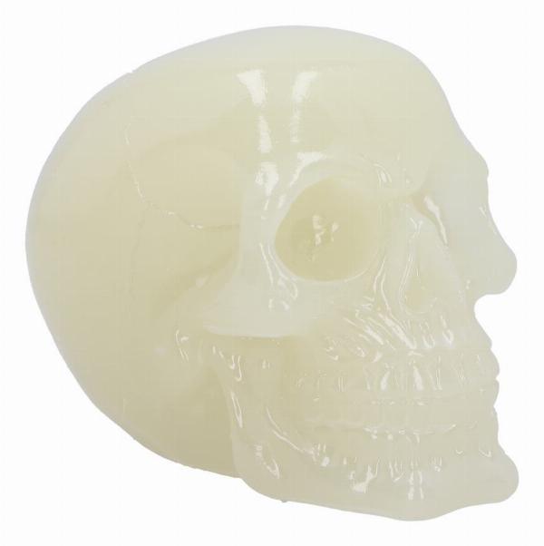 Photo #1 of product U6874C24 - Phosphorescent Glow in the Dark Skull