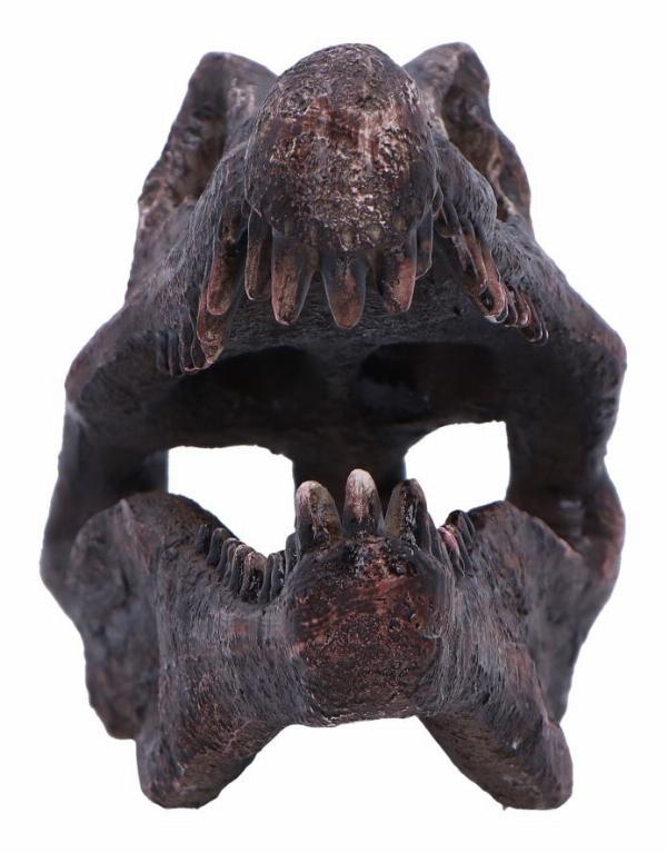 Photo #4 of product D7104B25 - Spinosaurus Skull Resin Replica