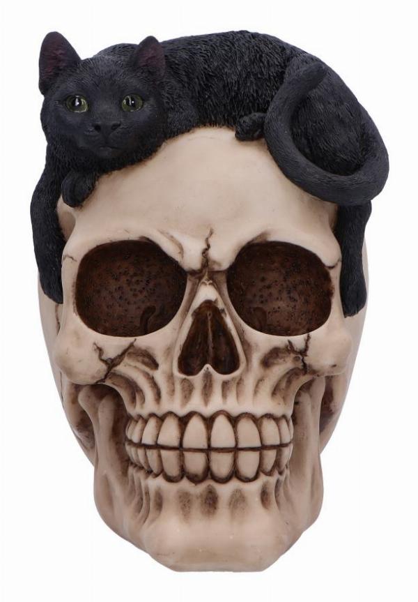 Photo #3 of product U6725A24 - Forever Friend Black Cat Skull Head 14.5cm