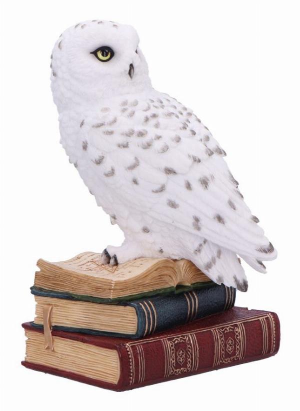 Photo #4 of product D6818B24 - Library of Wisdom White Owl Figurine