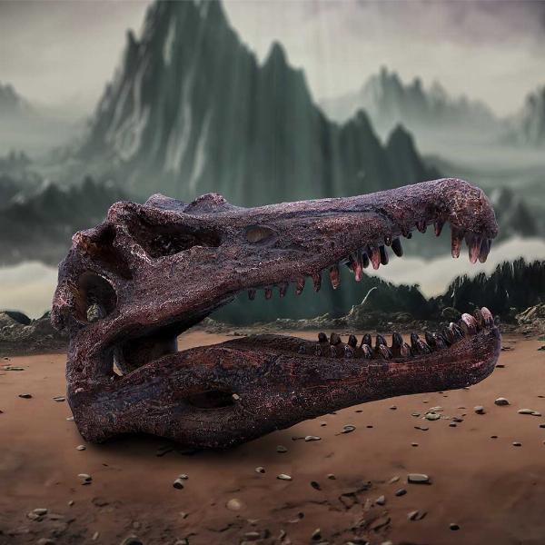 Photo #5 of product D7104B25 - Spinosaurus Skull Resin Replica