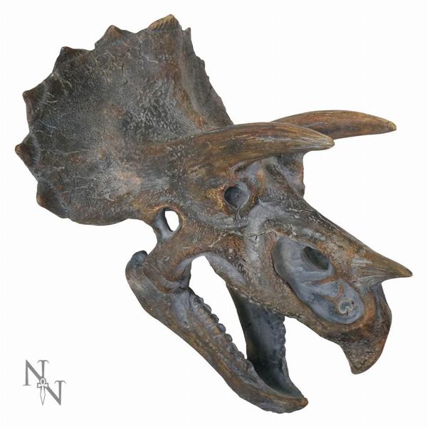 Photo #2 of product D2064F6 - Triceratops Dinosaur Skull 23cm