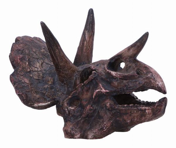 Photo #1 of product D7105B25 - Triceratops Skull Resin Replica