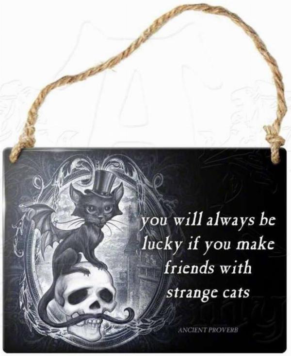 Photo of Strange Cats Small Steel Plaque