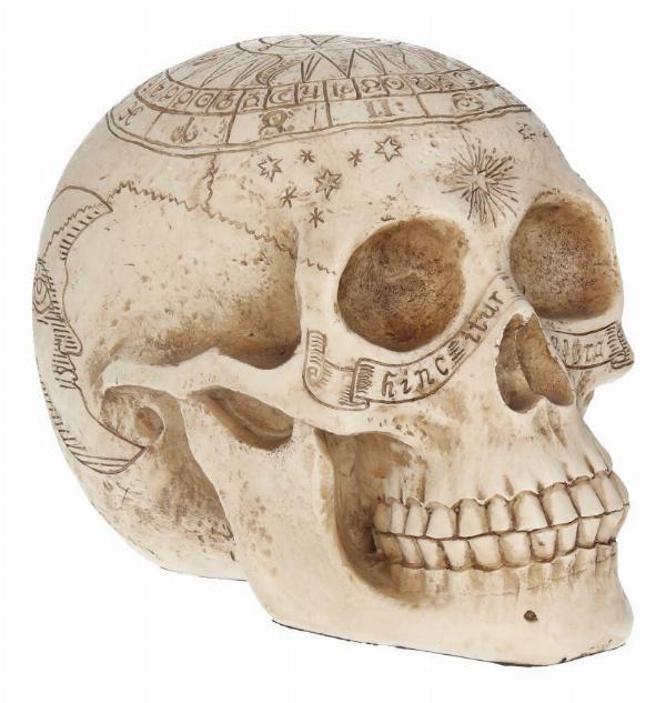 Photo #1 of product D1418D5 - Astrological Skull Engraved With The Zodiac Circle 20cm