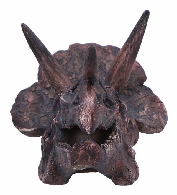 Photo #4 of product D7105B25 - Triceratops Skull Resin Replica