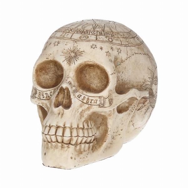 Photo #2 of product D1418D5 - Astrological Skull Engraved With The Zodiac Circle 20cm