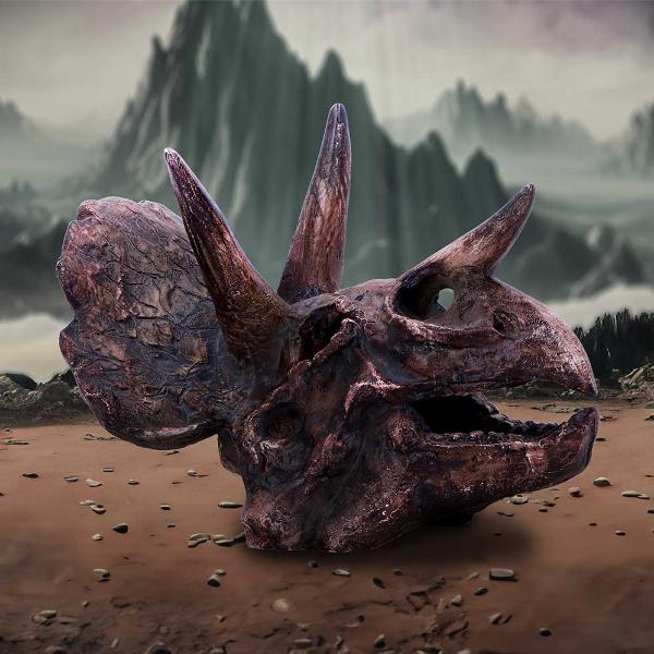 Photo #5 of product D7105B25 - Triceratops Skull Resin Replica