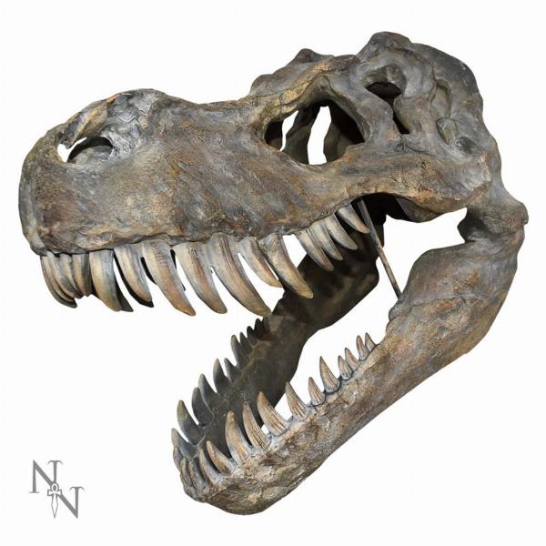 Photo #1 of product D0781C4 - Tyrannosaurus Rex Large Dinsoaur Skull 51.5cm