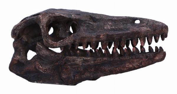 Photo #1 of product D7106B25 - Archaeopteryx Skull Decorative Resin Replica