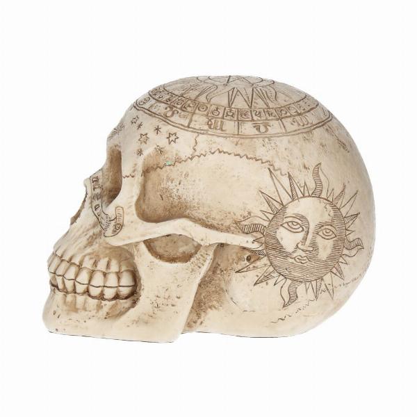 Photo #3 of product D1418D5 - Astrological Skull Engraved With The Zodiac Circle 20cm
