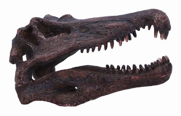 Photo #1 of product D7104B25 - Spinosaurus Skull Resin Replica