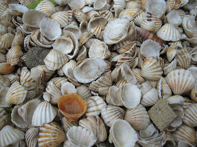 Sea Shells